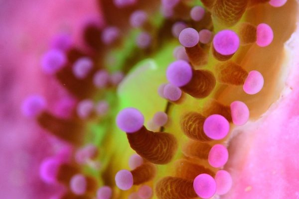 A close up of a bright pink with green centre anemone.