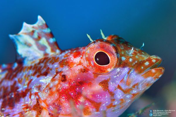 A colorful close-up of a red and orange reef fish with a large eye against a soft blue underwater background.