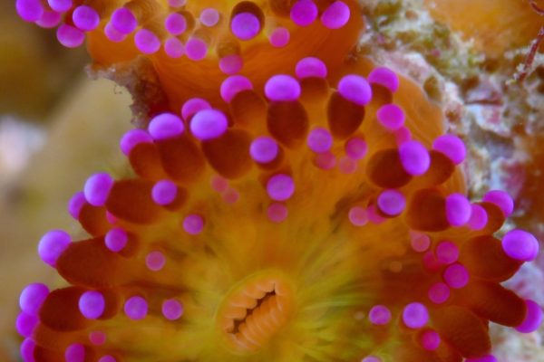 4-Macro-com-tema-Luis-scaled