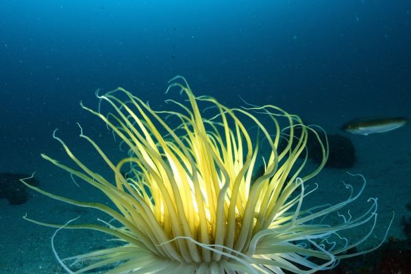 A scuba diver drifts above a blue seabed, with a bright yellow anemone standing out against the sandy bottom.