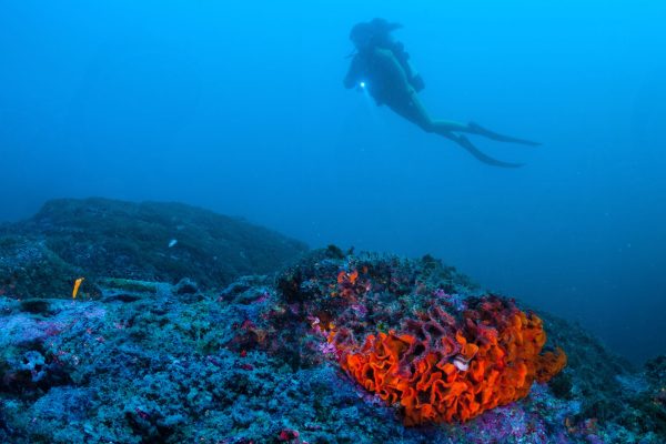 A scuba diver drifts above a blue seabed, while bright orange coral stands out against the rocky reef below.