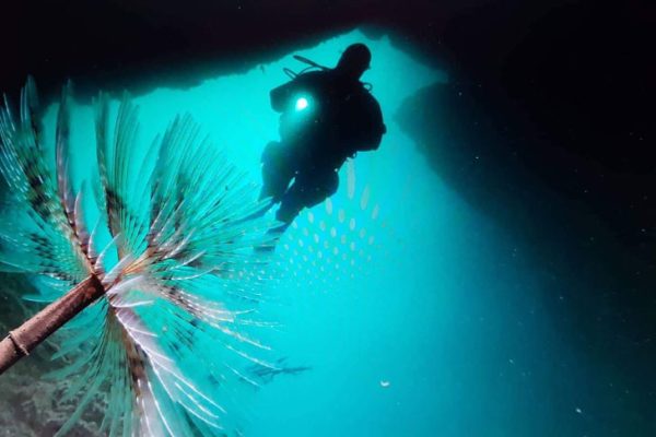 A scuba diver drifts with a white dive torch, lightening a light pink anemone on the sea bottom.